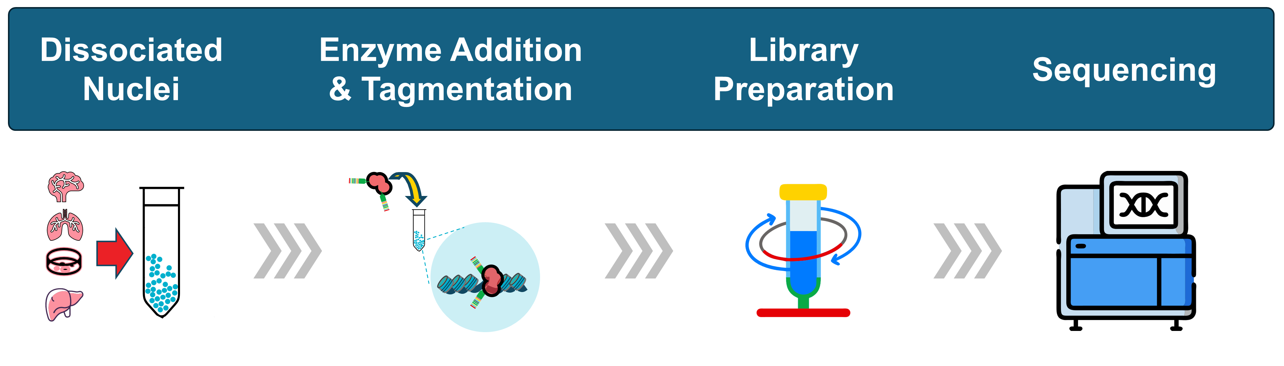 A cartoon illustrates the easy-to-use EGT ATAC-seq kit workflow from frozen tissue or cryopreserved or live-cell samples through sequencing-ready libraries.
