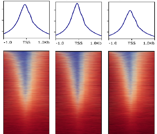 TSS enrichment heatmap for ATAC-seq