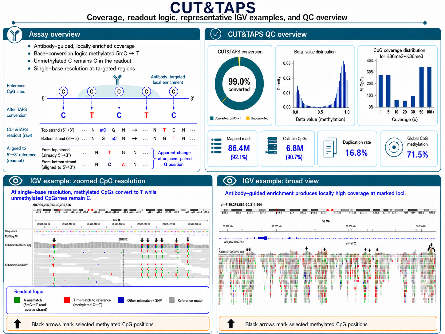 CUT&TAPS workflow: antibody-guided chromatin cleavage paired with TAPS methylation chemistry, with QC metrics and IGV methylation tracks at enriched loci