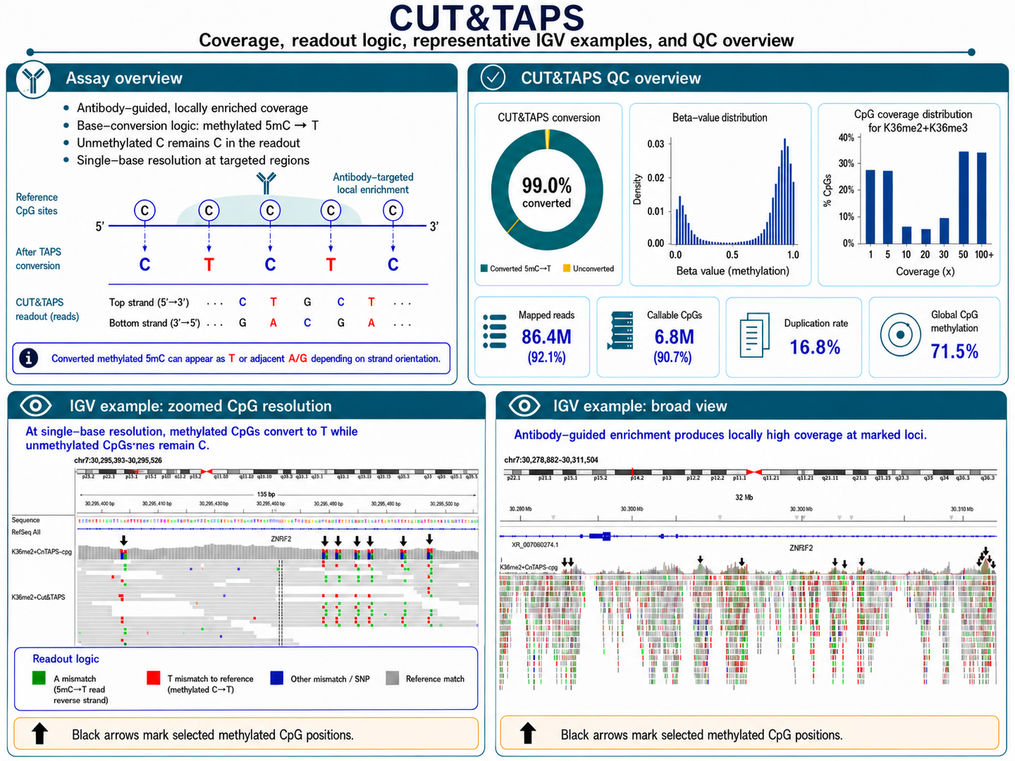 CUT&TAPS workflow: antibody-guided chromatin cleavage paired with TAPS methylation chemistry, with QC metrics and IGV methylation tracks at enriched loci