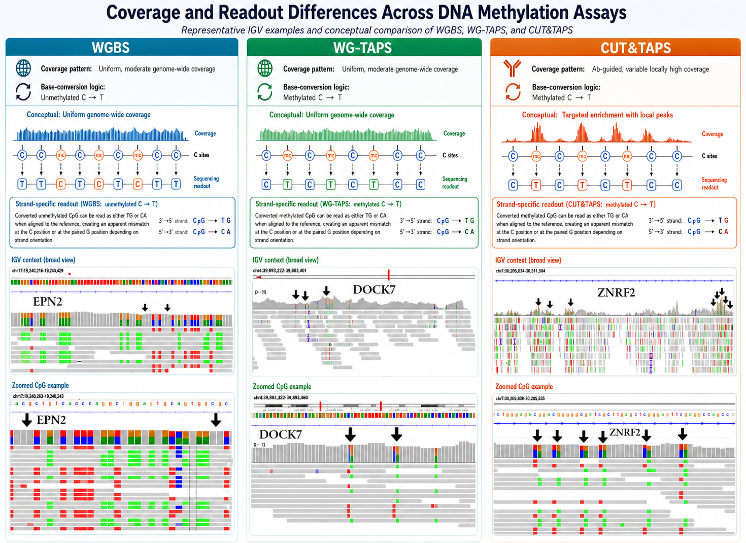 Comparison of CpG coverage and 5mC resolution across WGBS, TAPS, and CUT&TAPS