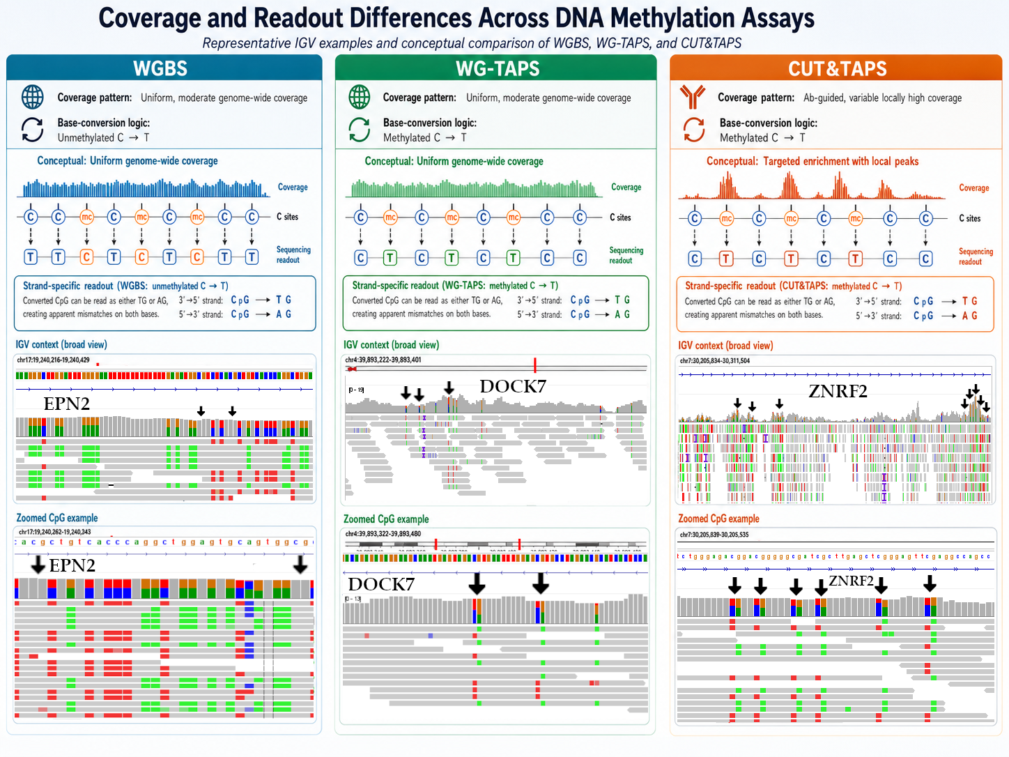 Comparison of CpG coverage and 5mC resolution across WGBS, TAPS, and CUT&TAPS