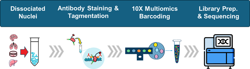 Paired-Tag workflow diagram showing simultaneous capture of histone modifications and RNA from single cells