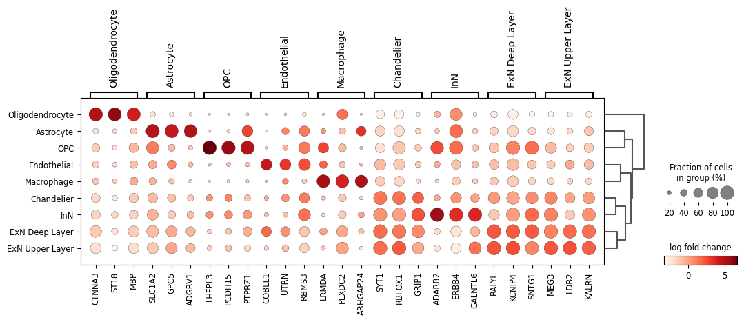 Dotplot heatmap of single-cell RNA markers - human cortex