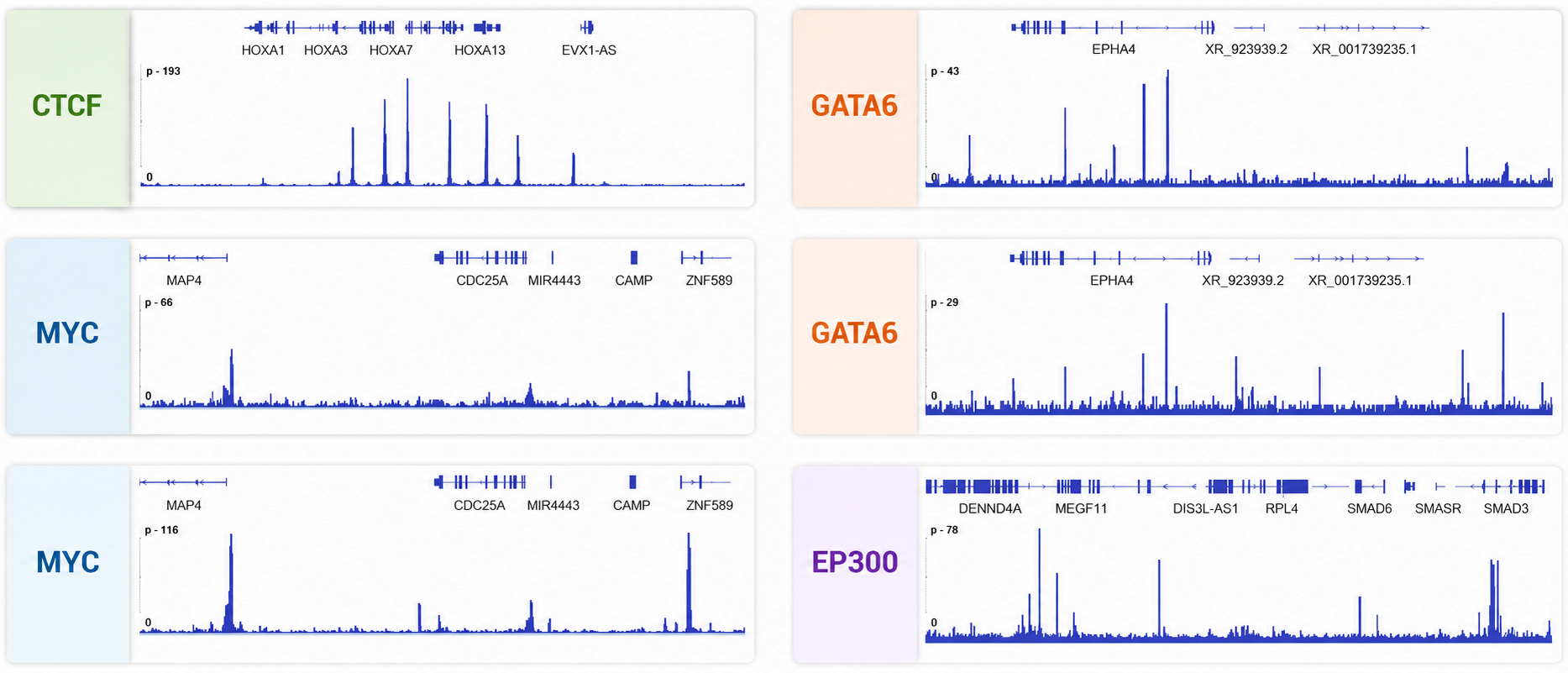 ChIP TF browser tracks across representative factors and loci