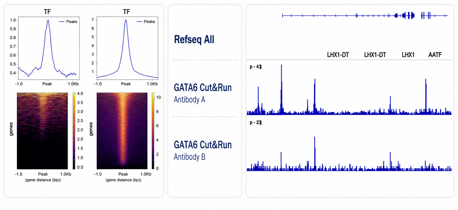 CUT&Run examples illustrating strong versus weak target performance