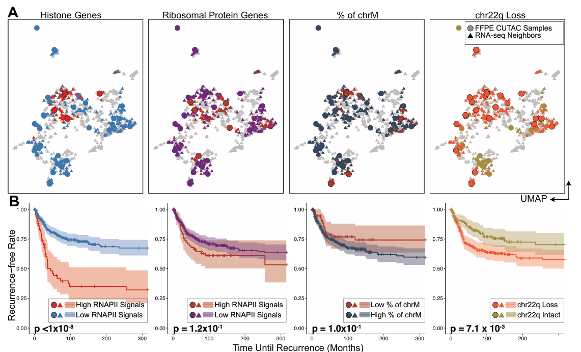UMAPs and Kaplan–Meier curves for genomic features.