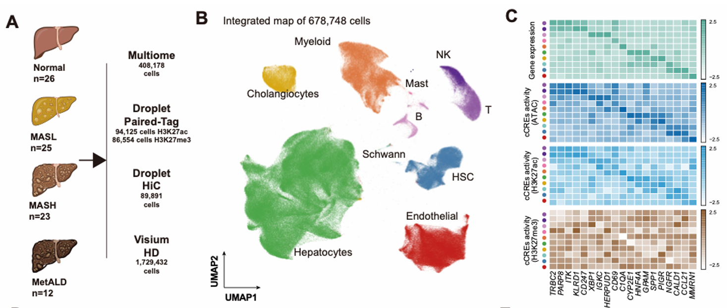 Integrated Map of Hepatic Tissue from Multiple Donor Types