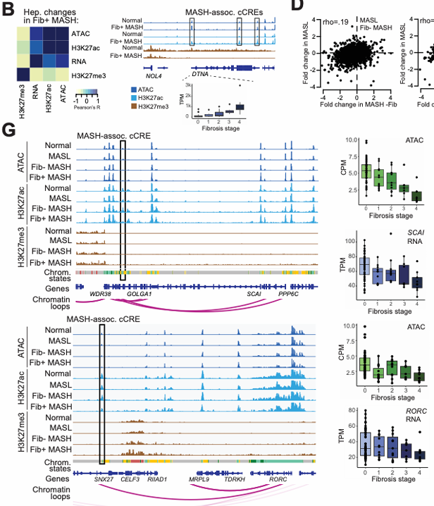 Genomic and epigenomic landscape changes in MASLD