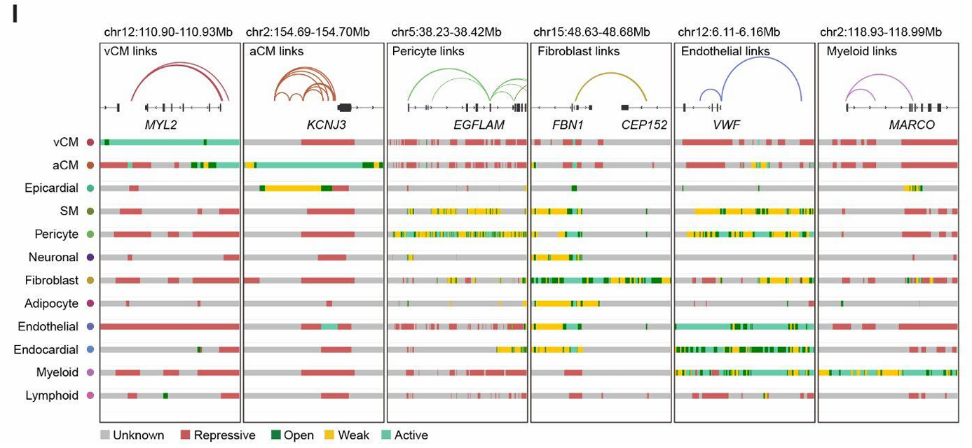 Cell-Specific Chromatin States and Enhancer Links Across Cardiac Cell Types