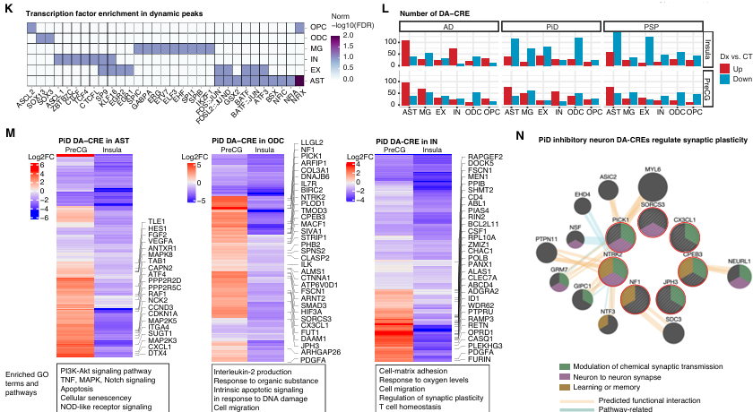 Condition-dynamic and case-control differentially accessible CREs across human brain cell types. 