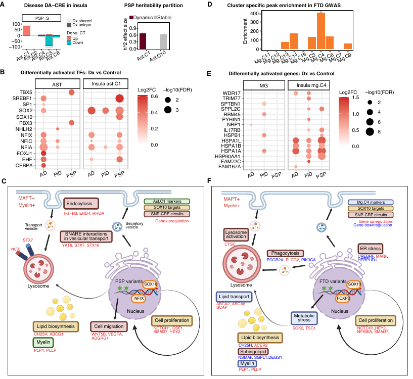 Integrated analysis of accessibility changes, gene activity, GWAS heritability partition, epigenomic stability, and cell-cell interactions identifies disease-associated glia subtypes.