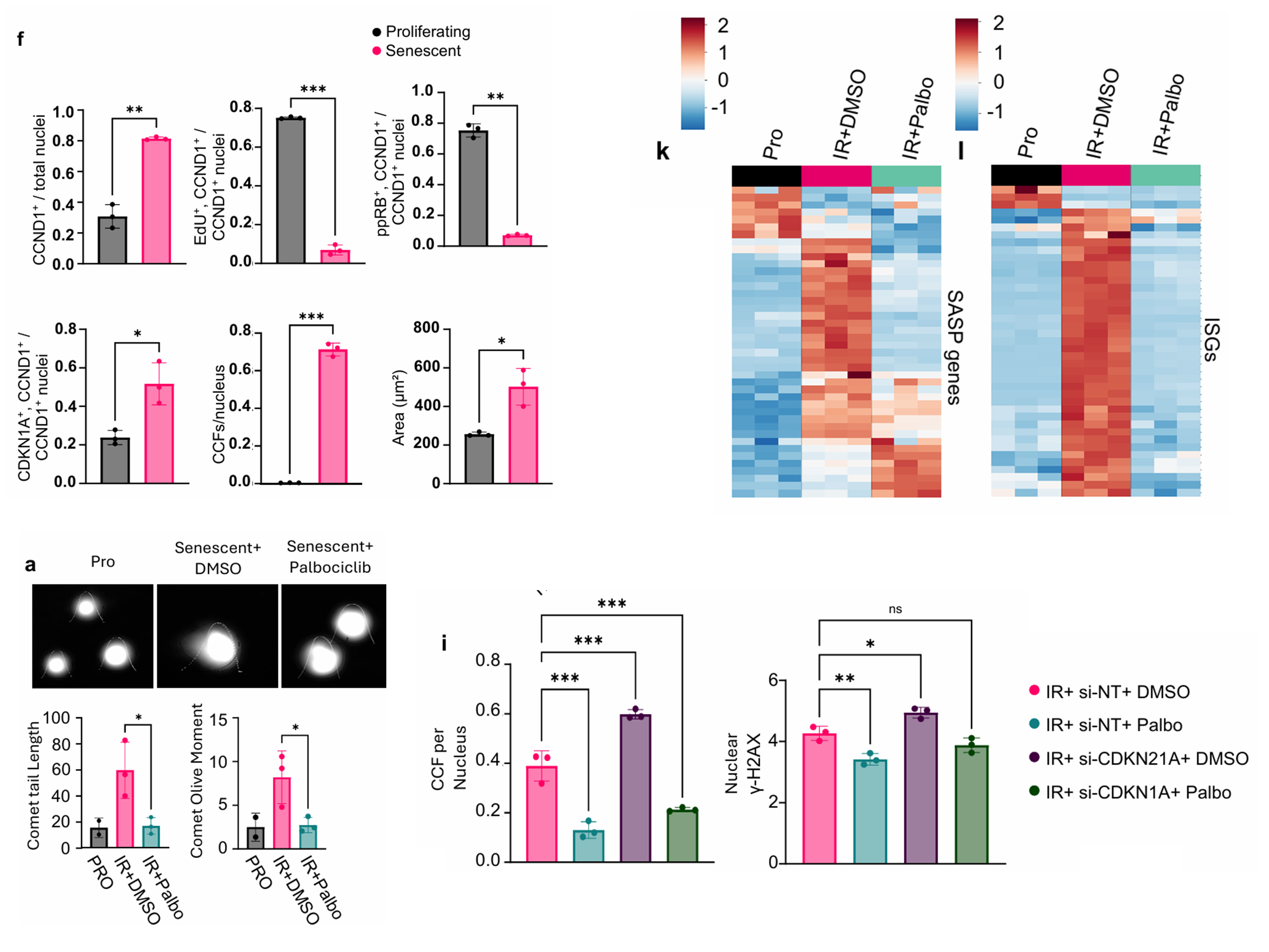 Linking CCND1 Expression in Senescent Cells and DNA Damage and Inflammation Highlights a Therapeutic Target for Aging