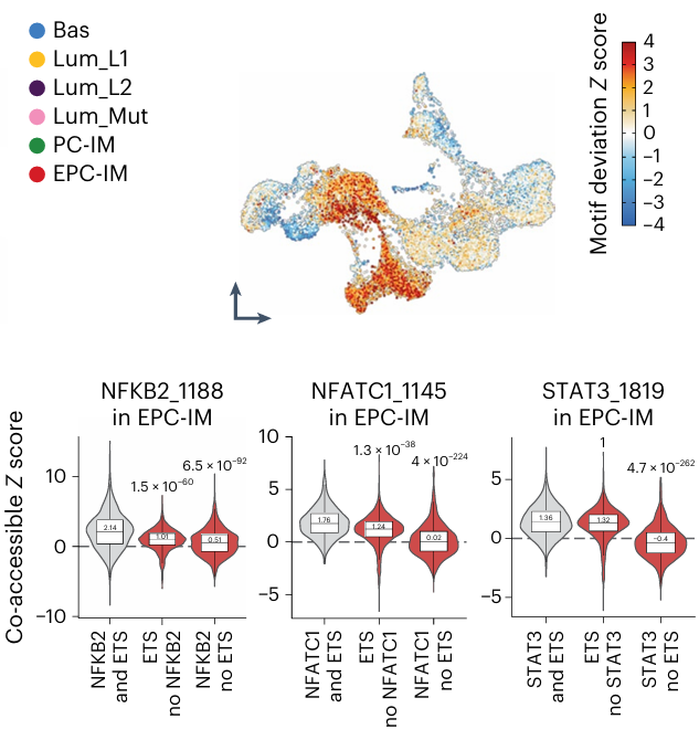 Can Identifying the Cell-of-Origin and Epigenetic Targets Halt Prostate Cancer in its Tracks?
