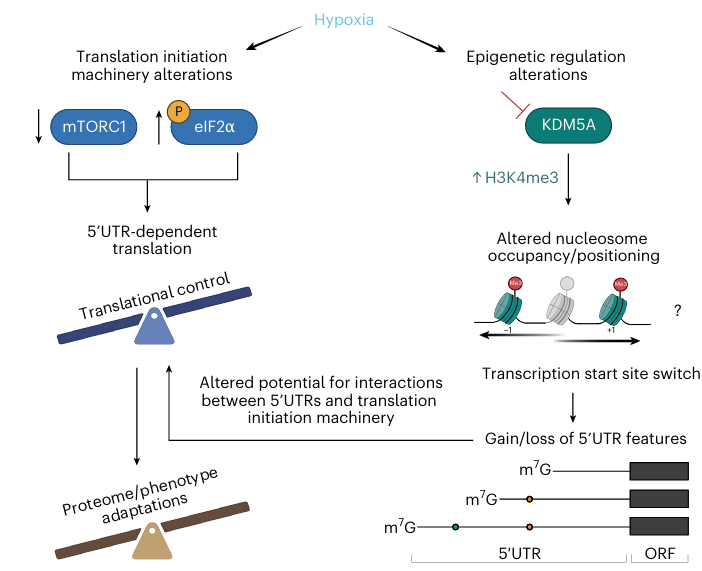 How Does Stress Induce Cellular Adaptation: Can Epigenetic Alterations Influence Transcription and Translation?