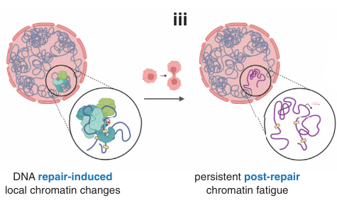 Does the Repair of DNA Damage Restore the Altered Chromatin Landscape?