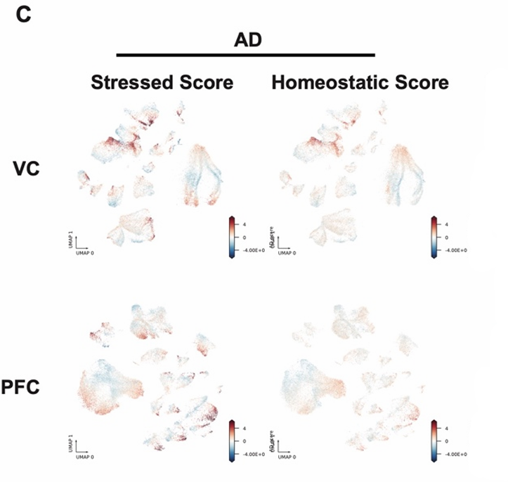 Single-Cell Multi-Regional Atlas of DNA Methylation and 3D Chromatin Conformation in the AD-Affected Brain