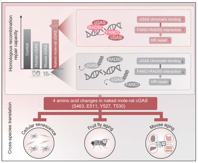 DNA Damage Repair and Longevity in Naked Mole-Rats