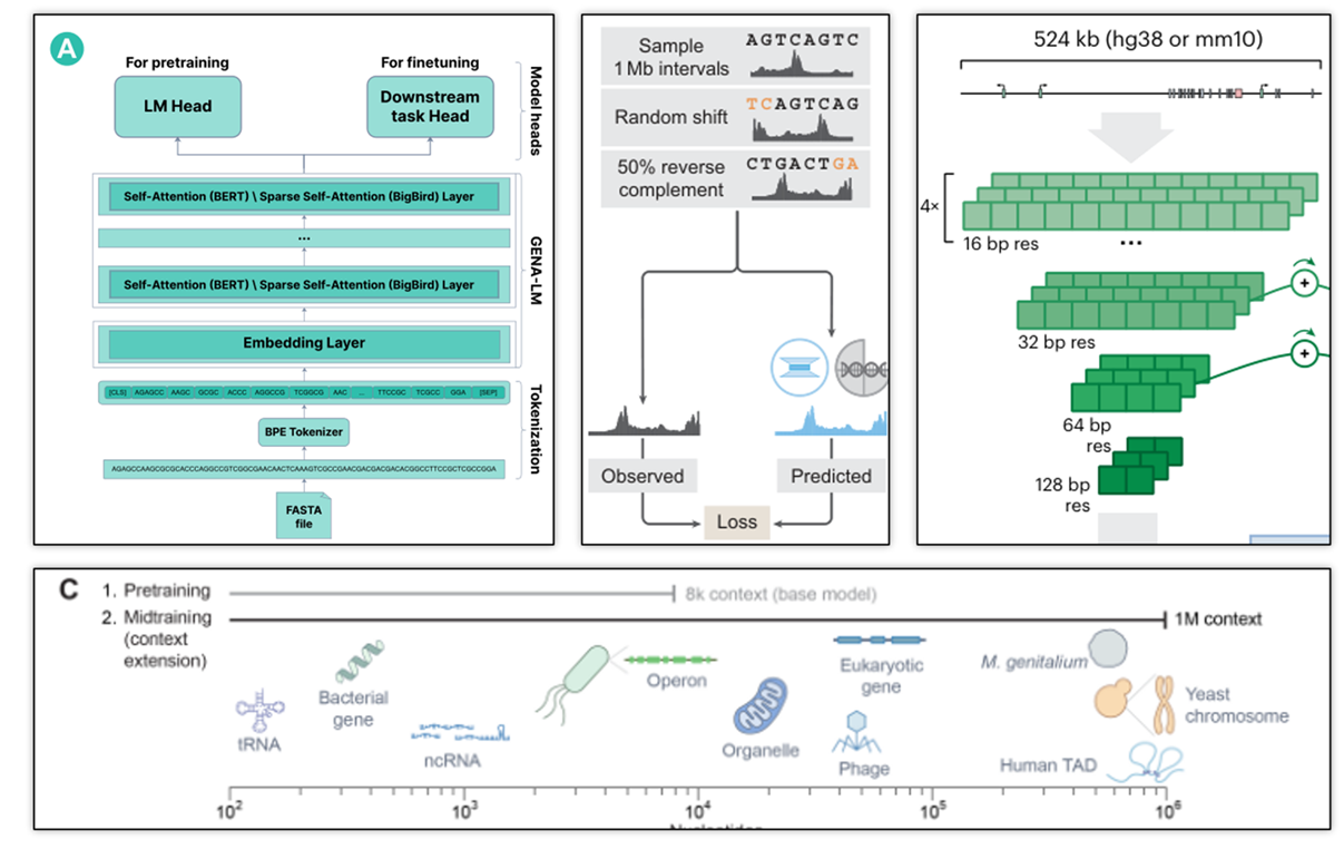 Multi-panel figure showing input architectures for several foundation models