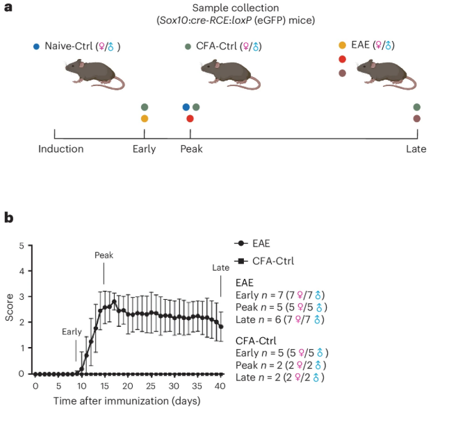 Figure showing study design - mice types and stages selected - and clinical motor control score