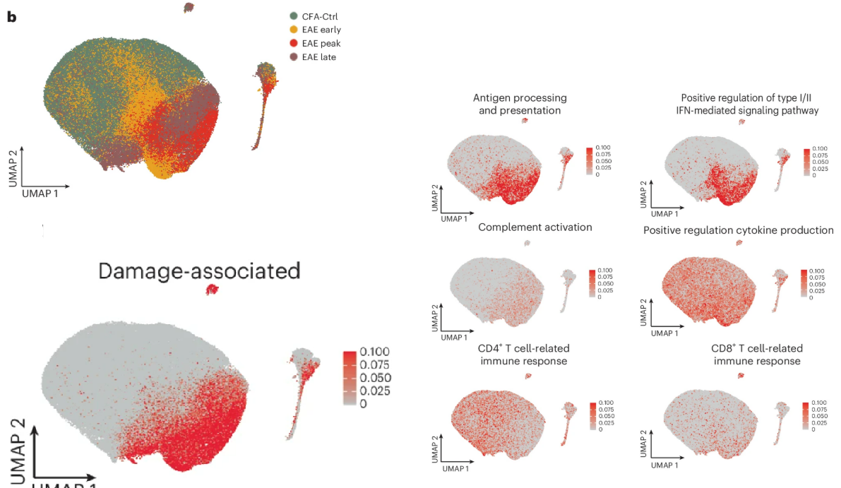 Scatterplot of gene / pathway scores in a OLG-specific UMAP