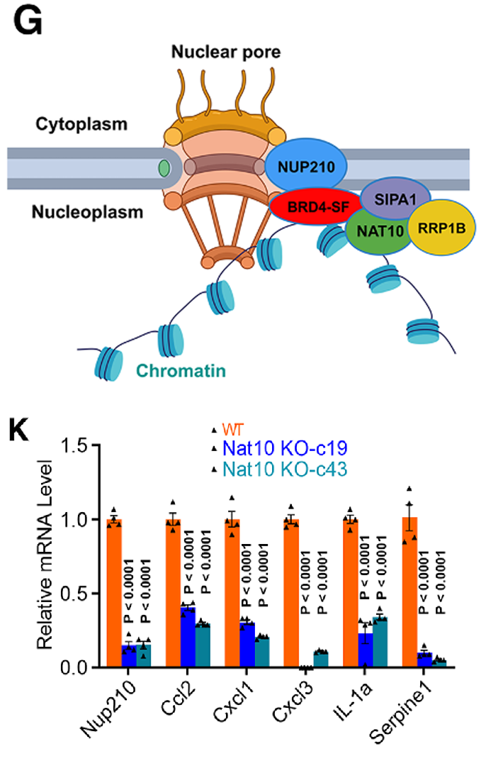 Cartoon of NAT10 association with both chromatin and nucleoporins, and barplot of NAT10-KO results