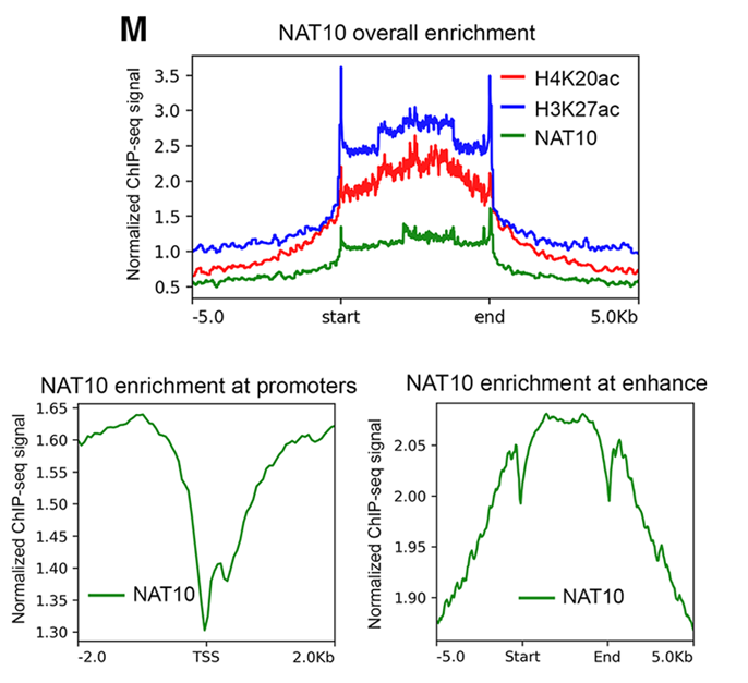ChIP signal plots of histone acetylation and NAT10