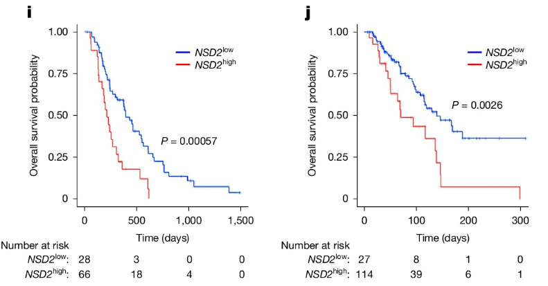 Survival plot of NSD2-hi vs NSD2-lo cohorts