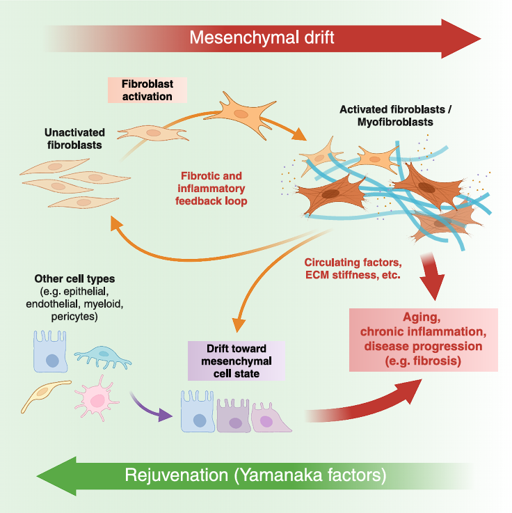 Mesenchymal Drift Associated with Aging
