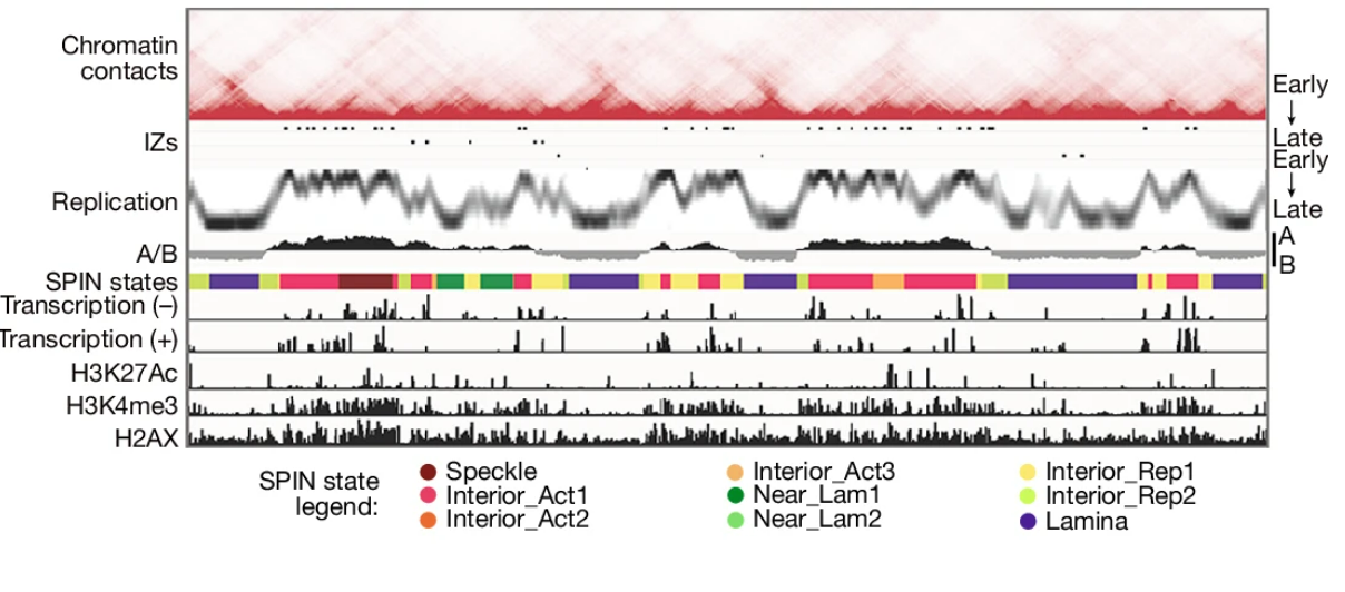 An IGV-like image showing nucleosome states, contact maps, and chromatin tracks.