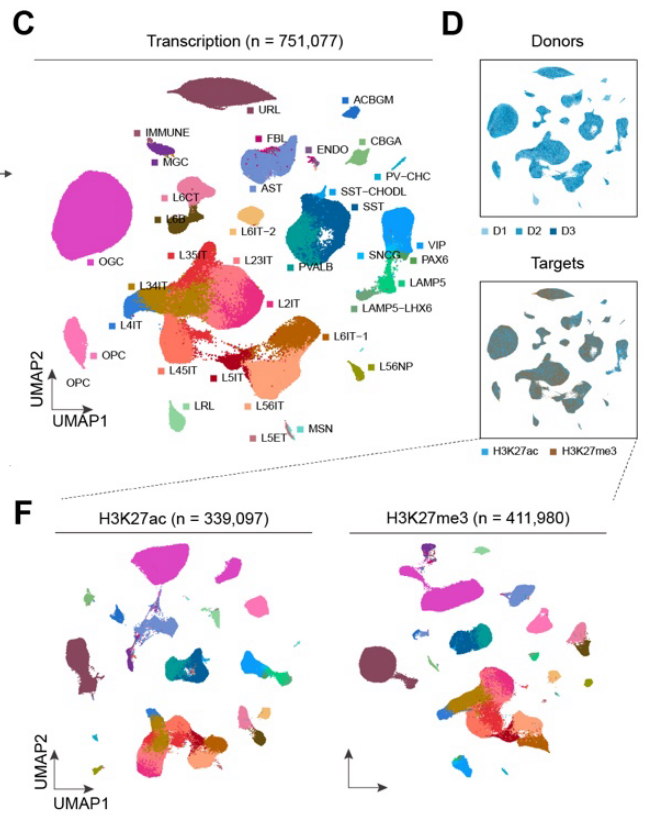 Scatterplots dispaying clustering of single-cell data