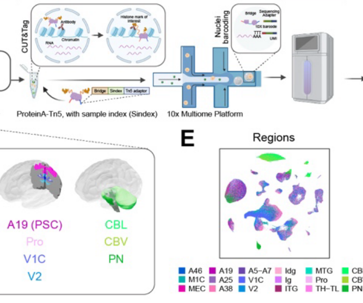 Single-Cell Epigenetics and RNA in the Human Brain with Paired-Tag