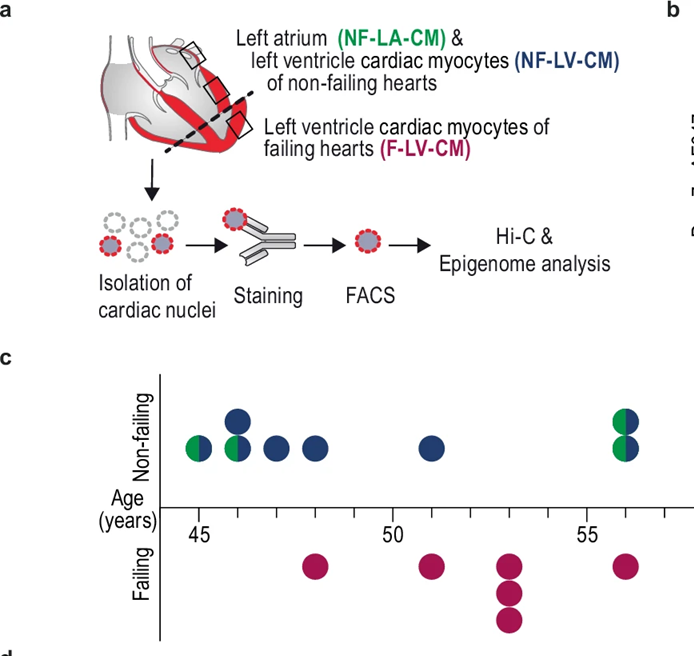 Revealing Chamber-specific Epigenetics in Cardiovascular Disease
