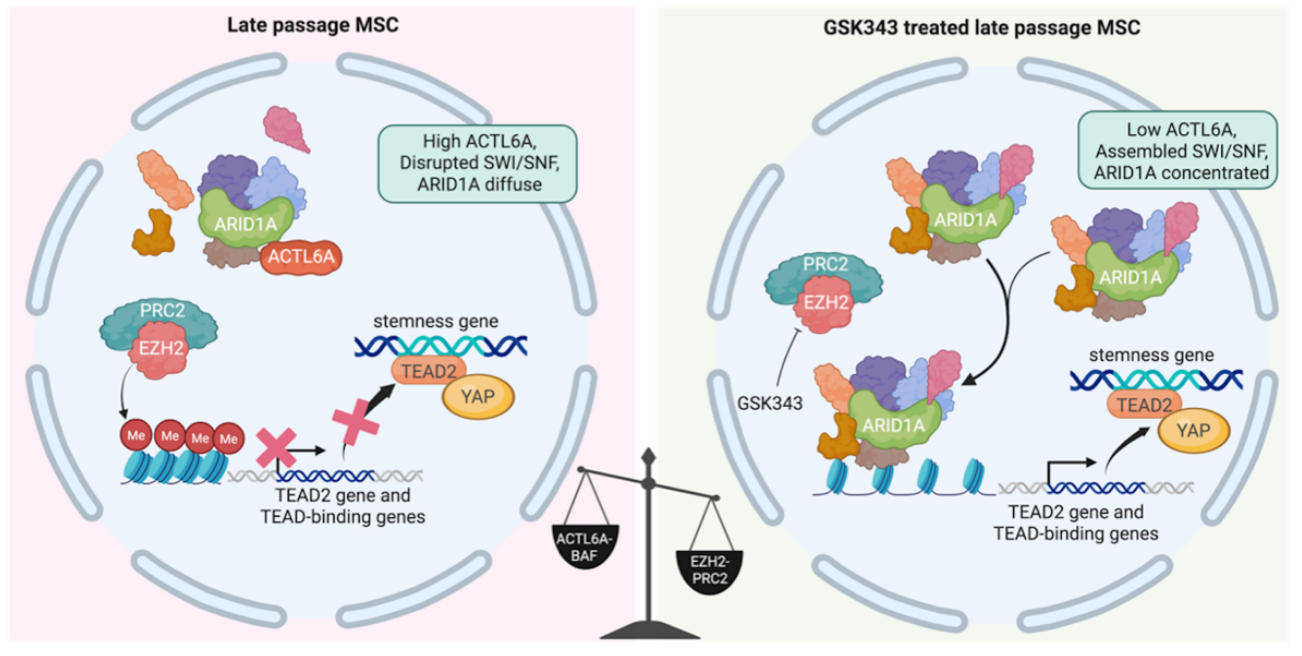 Cartoon depicting the PRC2-SWI/SNF balance in passages MSC cells