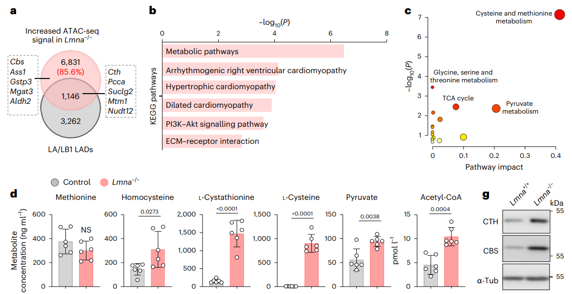 Barplots of open chromatin and metabolic readouts in LMNA-/- cells compared to WT