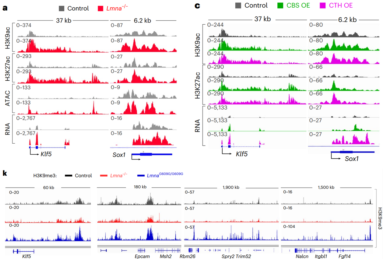 IGV plots of lysine acetylation and methylation in different cell lines