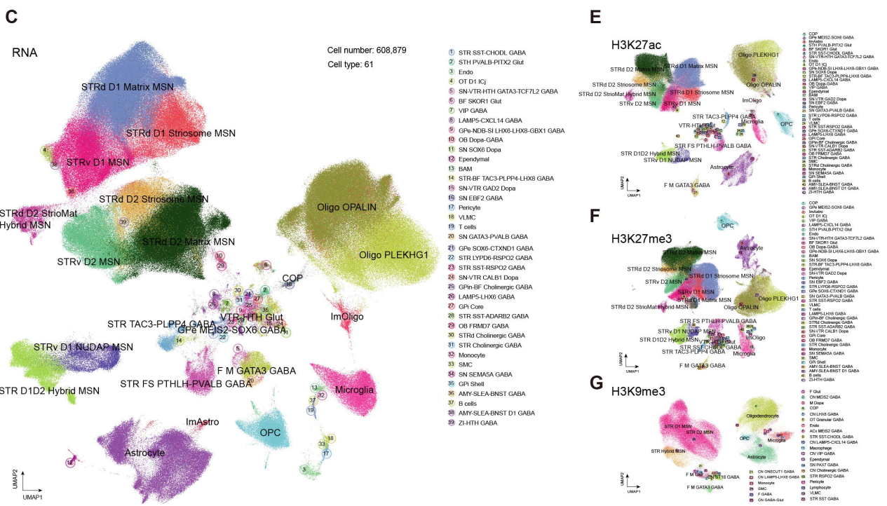 UMAP embedding of RNA and histone modifications