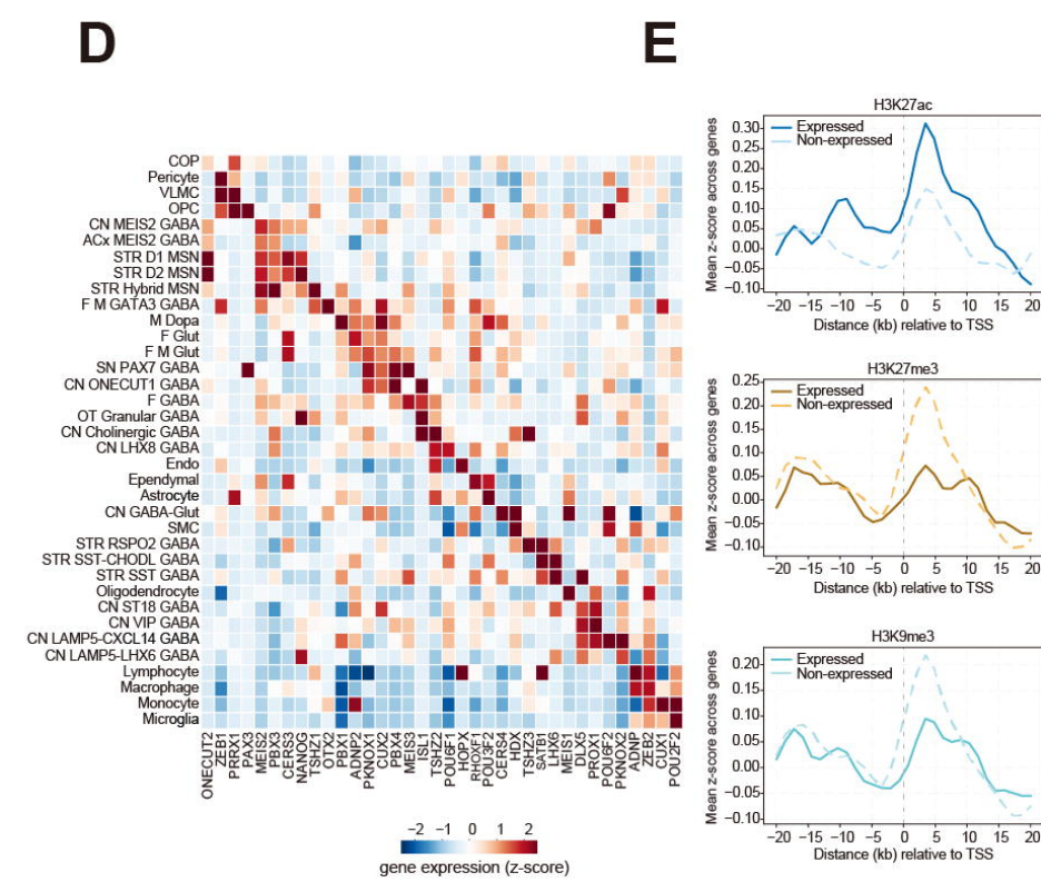 Heatmap of gene expression and track plots of histone occupancy