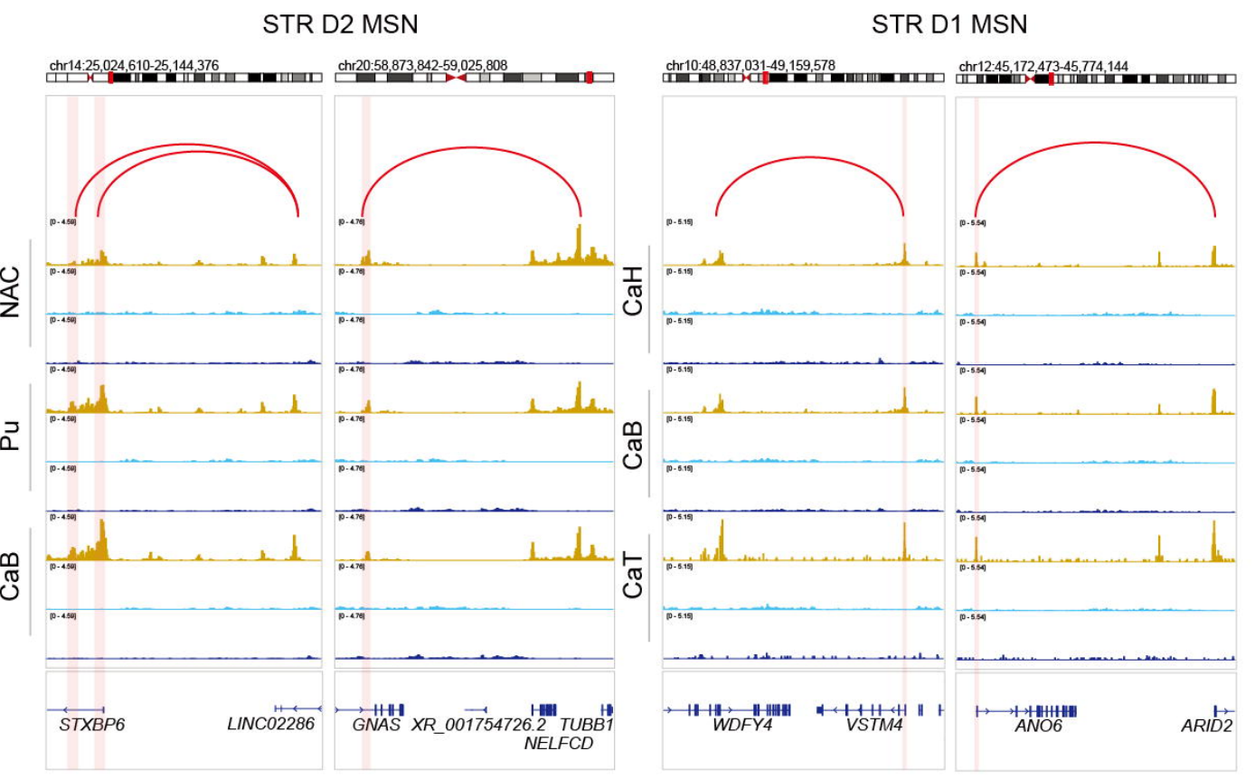 Browser plot of histone modifications and histone-gene links