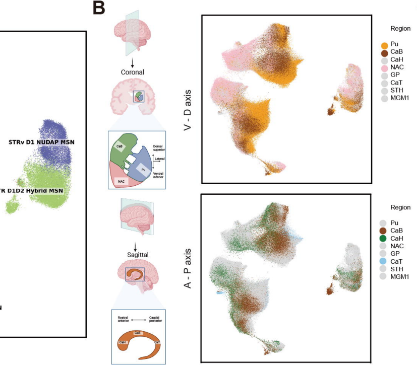 Droplet Paired-Tag in Human Basal Ganglia