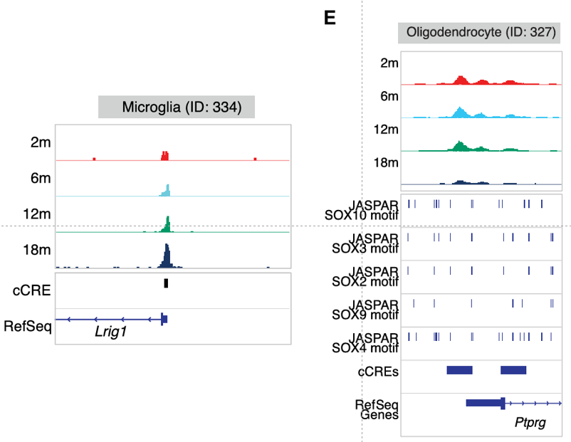 Chromatin accessibility tracks across lifespan in microglia and oligodendrocytes in mice