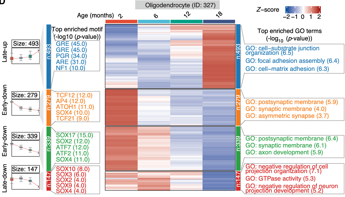 Heatmap of chromatin accessibility in oligodendrocytes across mouse lifespan
