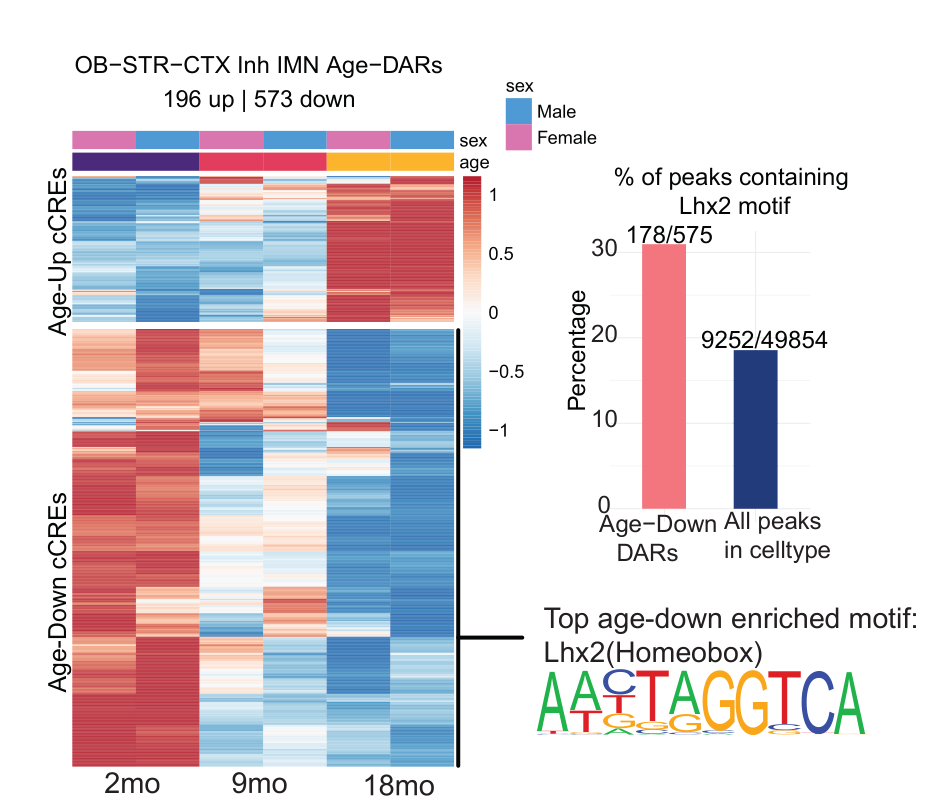 Heatmap of age-related differentially accessible cis-regulatory elements
