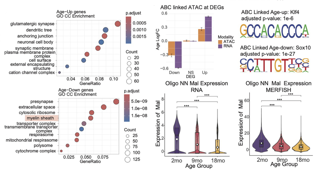 Enrichment dotplots, violin plots, and logFC barplots of age-related gene expression programs