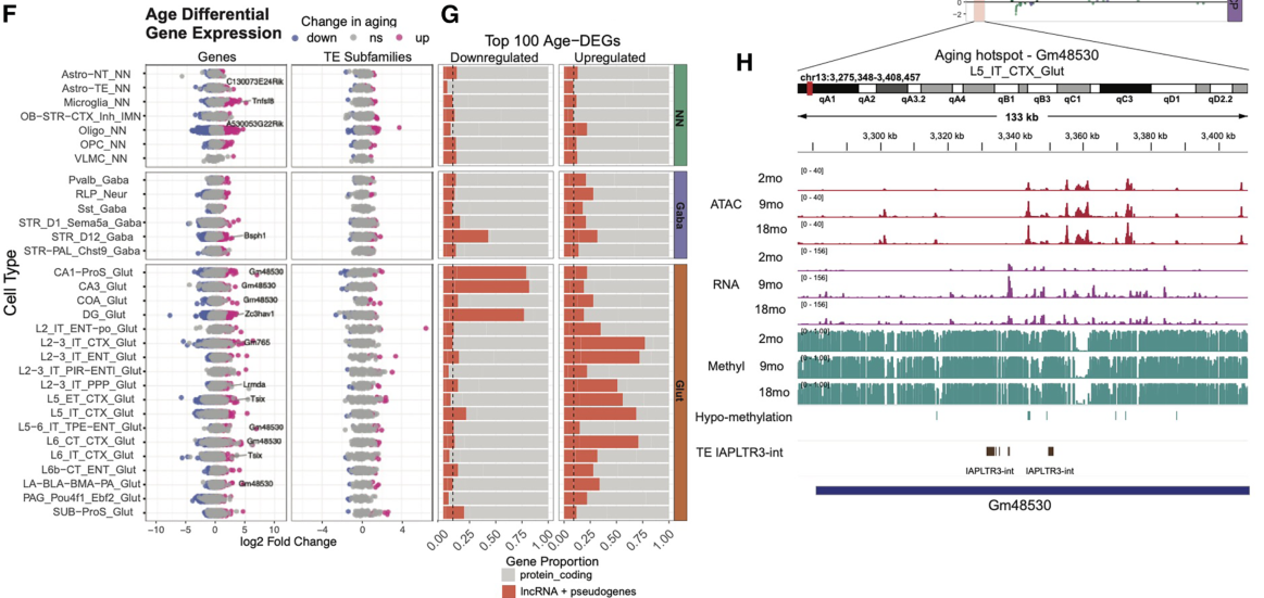 Multi-panel image showing age-related expression changes across multiple cells