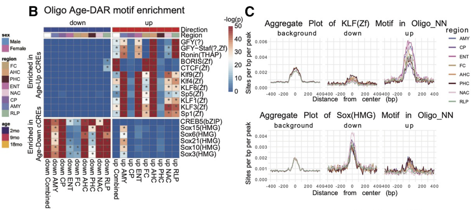 Two-panel heatmap and motif enrichments