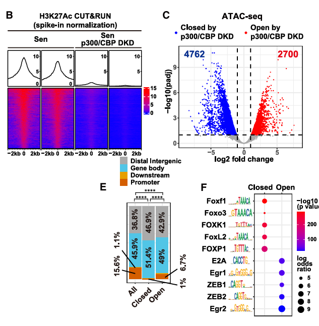 CUT&Run fragment heatmaps, ATAC accessibility volcano, and TF motif enrichment