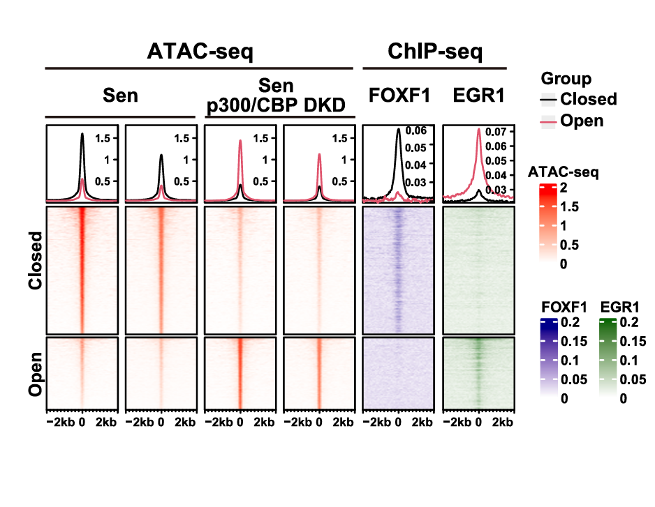Secretory-senescence associated Enhancer Chromatin Remodeling