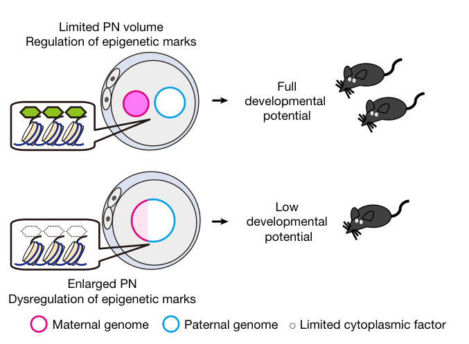 Pronuclear Competition and Volume and Histone Modifications