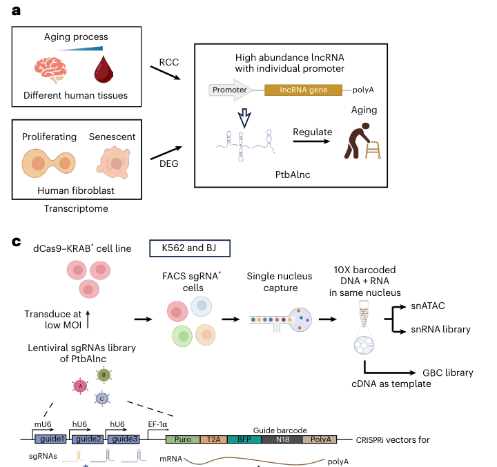 Perturb-multiome Identifies Aging and Senescence-Associated lncRNAs as Therapeutic Targets